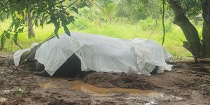 νεκρός ελέφαντας