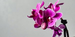 Ορχιδέα/ Φωτογραφία: Unsplash