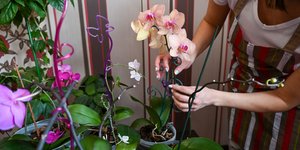 Ορχιδέες συμβουλές