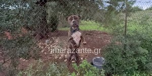 Πιτμπουλ Ζάκυνθος