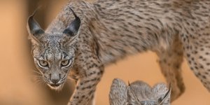 Το φαινόμενο είναι γνωστό ως filial ή brood cannibalism και το πιο παράδοξο στοιχείο είναι ότι συχνά συνυπάρχει με τη γονική φροντίδα / PEXELS