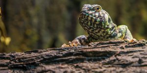 Σε πολλά ερπετά, το φύλο δεν καθορίζεται από χρωμοσώματα όπως το  ανθρώπινο Χ και Υ. Αντίθετα, ο «διακόπτης» βρίσκεται στη θερμοκρασία  επώασης / PEXELS