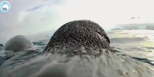 Πλάνα από κάμερα τοποθετημένη σε πιγκουίνο στην Ανταρκτική 