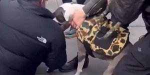 Επίθεση πίτμπουλ σε παιδάκι στη Νέα Υόρκη 