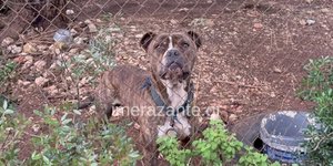 Πίτμπουλ Ζάκυνθος