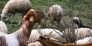 Ερωτηματικά για το «τελευταίο κοπάδι ρουμλουκίου» -Γιατί αμφισβείται η αυθεντικότητα της φυλής, πόσο επιδοτείται