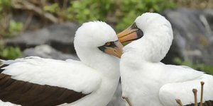 Οι θηλυκές Nazca booby επιδεικνύουν μια αξιοσημείωτα ανοιχτή και πολυδιάστατη ερωτική ζωή, ζευγαρώνοντας δημοσίως με πολλούς αρσενικούς πριν επιλέξουν τον σύντροφο με τον οποίο θα αναθρέψουν τα μικρά τους / SHUTTERSTOCK