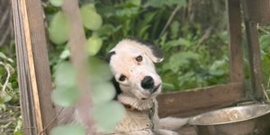 Ένα από τα ζώα που φιλοξενούνται στο άτυπο καταφύγιο