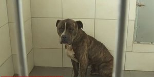 σκύλος δολοφόνος 2χρονου Ζάκυνθος πίτμπουλ