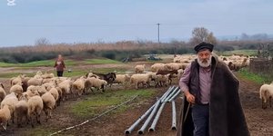 βοσκός εγκεφαλικό πρόβατα ευλογιά