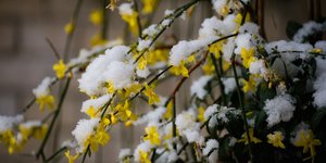 Αυτό το αναρριχώμενο φυτό είναι από τα ελάχιστα που ανθίζουν τον χειμώνα -Και χαρίζει χρώμα στον κήπο