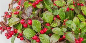 Ένα χριστουγεννιάτικο φυτό που κρατά το σπίτι γιορτινό όλο τον χρόνο