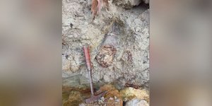 χαυλιόδοντας μαμούθ