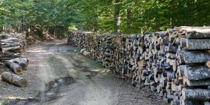 Υλοτομία σε ελληνικό δάσος