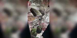 Κάνναβη Ρόδος