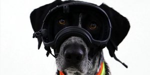 Ειδικά γυαλιά που θυμίζουν εξοπλισμό σκι, τοποθετημένα στο κεφάλι σκύλων, βοήθησαν επιστήμονες να απαντήσουν σε ένα ερώτημα που απασχολεί σχεδόν κάθε κηδεμόνα κατοικίδιου / PEXELS