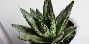 Αλόη βέρα/Φωτογραφία Unsplash