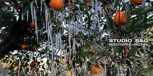 Σταλακτίτες κρέμονται από τις πορτοκαλιές στην Αργολίδα 