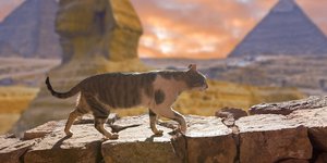 Η εικόνα της αρχαίας Αιγύπτου ως «παράδεισου των γατών» είναι από τις πιο ανθεκτικές πολιτισμικές βεβαιότητες της ιστορίας / SHUTTERSTOCK