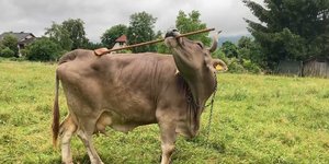 Αυτή είναι η Βερόνικα, η πιο έξυπνη αγελάδα στον κόσμο