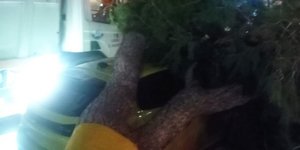 Δένδρο καταπλάκωσε ΙΧ και απορριμματοφόρο στο Παλαιό Φάληρο