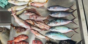 Ψάρια στον παγο