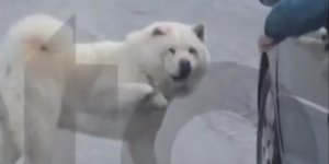 67χρονος οδηγεί κρατώντας τον σκύλο του από το λουρί να τρέχει δίπλα στο ΙΧ 