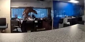  Ελάφι εισέβαλε σε τράπεζα και εγκλωβίστηκε
