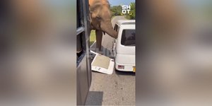 Ελέφαντας Σρι Λάνκα