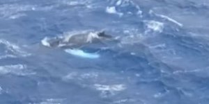 Η φάλαινα που εμφανίστηκε στα ανοιχτά της Καλύμνου