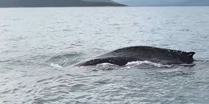 φαλαινα στον Παγασητικό