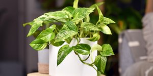 Πόθος, φυτό εσωτερικού χώρου