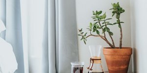 Το φυτό που προστατεύει το σπίτι σας από την κακοτυχία, σύμφωνα με το Φενγκ Σούι