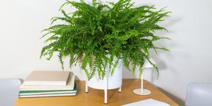 Το «έξυπνο» φυτό που καταπολεμά υγρασία και μούχλα στο σπίτι – Φυσική λύση χωρίς αφυγραντήρα