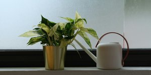 Φυτό και ποτιστήρι 