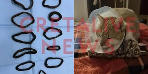 Ηράκλειο Κρήτης: Γάτα κατάπιε 11 λαστιχάκια για τα μαλλιά