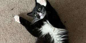 Ο απίθανος viral γάτος Novo