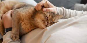 Γάτα κοιμάται πάνω σε άνθρωπο