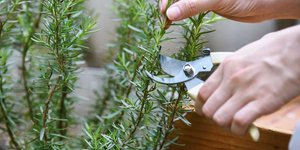 Συνδυάζει νευροπροστατευτικές, αγχολυτικές και αντιφλεγμονώδεις ιδιότητες, με ενδείξεις που φτάνουν μέχρι και την πιθανή προστασία από τη νόσο Αλτσχάιμερ / SHUTTERSTOCK