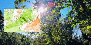 ηλιος δεντρα