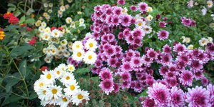 Πολύχρωμα λουλούδια 