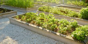 καλλιεργεια