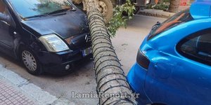 Δένδρο έπεσε πάνω σε αυτοκίνητα στη Λαμία