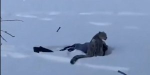 Λεοπάρδαλη του χιονιού δάγκωσε γυναίκα στο πρόσωπο