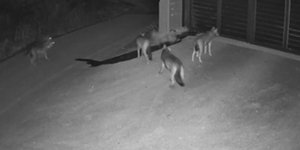 Λύκοι έξω από σπίτι στο Πανόραμα Θεσσαλονίκης