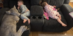 Μοσχαράκι κοιμάται με τα παιδιά μιας οικογένειας στο Κεντάκι των ΗΠΑ