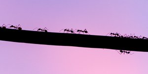 Το μυρμήγκι που προκαλεί τύφλωση στα ζώα εγκαθίσταται στη Γαλλία και ανησυχεί τους επιστήμονες