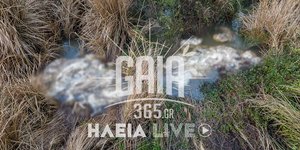 Νεκρά πρόβατα στον Αλφειό
