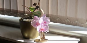 Ορχιδέα: Το τρικ για να μείνει ανθισμένη και υγιής όλο τον χρόνο είναι στο πότισμα