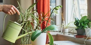 Ορχιδέες που πεθαίνουν: Πώς θα τις αναζωογονήσετε/Φωτογραφία: Shutterstock